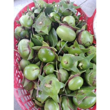 Quả Bần Tươi 01kg - Giá chỉ 50.000 VND, Tươi ngon, Dinh dưỡng cao 2