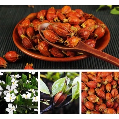 Quả Dành Dành sấy khô 100g đã tách vỏ - Giá ưu đãi 19.600đ, thơm ngon