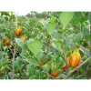 Quả Dành Dành sấy khô 100g đã tách vỏ - Giá ưu đãi 19.600đ, thơm ngon 5