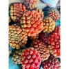 Quả dứa dại tươi ngon, giảm giá 85.000đ (giá gốc 110.500đ), giao nhanh, dinh dưỡng cao 4