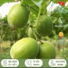 Quả La Hán Loại 1 Thanh Nhiệt Giải Độc Ngọt Tự Nhiên - Giá 45.000đ giảm từ 57.150đ 5