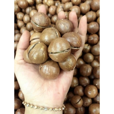 Quả Macca Daklak nứt vỏ size Đại 24-28 500g - Giá ưu đãi 110k, tặng cậy tách hạt 8 Quả Macca Daklak nứt vỏ size Đại 24-28 500g - Giá ưu đãi 110k, tặng cậy tách hạt 8