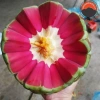 Quả Na Rừng Tây Bắc 1kg Ngâm Rượu Hút Chân Không - Tiên Dược Phòng Thế Người Mông, Giá 155k 2