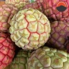 Quả Na Rừng Tây Bắc 1kg Ngâm Rượu Hút Chân Không - Tiên Dược Phòng Thế Người Mông, Giá 155k 8