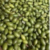 Quả Nhọt Xanh 500g - Chua Ngon, Thơm, Dễ Chấm Muối, Giá Chỉ 30.600đ