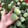 Quả trâu cổ khô 500g – Thịt nguyên chất, giòn ngon, chỉ 140.000₫ (giá gốc 179.200₫)