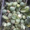Quả trâu cổ khô 500g – Thịt nguyên chất, giòn ngon, chỉ 140.000₫ (giá gốc 179.200₫) 2
