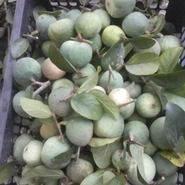 Quả trâu cổ khô 500g – Thịt nguyên chất, giòn ngon, chỉ 140.000₫ (giá gốc 179.200₫) 2