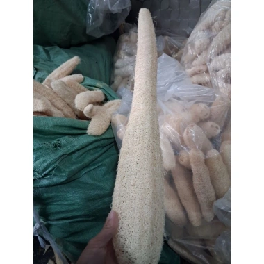 Quả xơ mướp size 50-60cm kb ecolife giảm giá 75.000đ, tươi ngon, dinh dưỡng
