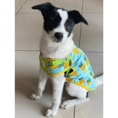 Quần áo chó mèo thoáng mát họa tiết trái cây, váy công chúa áo ba lỗ dễ thương cho poodle corgi chihuahua yorkie
