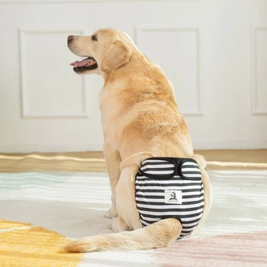 Quần sinh lý chó cái 5-60kg giặt được, thoáng khí, thấm hút, dây dán điều chỉnh, dùng quanh năm - Giá 330.631₫