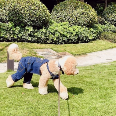 Quần yếm jeans chó lớn 10-40kg, mỏng nhẹ thoáng khí, chống rụng lông, mặc năm - 459k VND