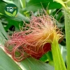 Râu bắp khô sạch - Dùng nấu sâm lạnh, lợi tiểu, thải độc, giảm sỏi thận, giá 18.888đ 9