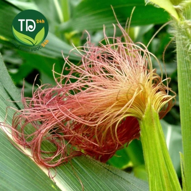 Râu bắp khô sạch - Dùng nấu sâm lạnh, lợi tiểu, thải độc, giảm sỏi thận, giá 18.888đ 9