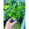 Ráy lá dài 1 thân cây thủy sinh – Giá 31.000đ, bảo hành vận chuyển, thích hợp cho bể cá 3