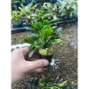 Ráy lá tròn 1 thân cây thủy sinh - Giá chỉ 31.000đ, bảo hành & giao hàng nhanh 2