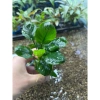 Ráy lá tròn 1 thân cây thủy sinh - Giá chỉ 31.000đ, bảo hành & giao hàng nhanh 3