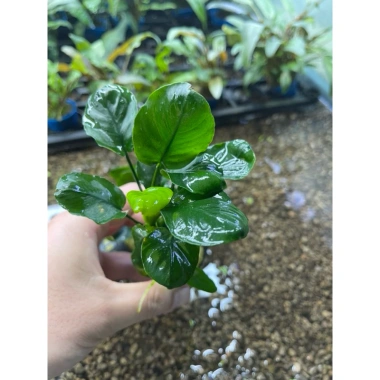 Ráy lá tròn 1 thân cây thủy sinh - Giá chỉ 31.000đ, bảo hành & giao hàng nhanh 3