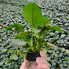 Ráy trung gắn giá thể 2 thân - Siêu bền, giảm giá 20% chỉ 68.000₫
