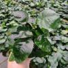 Ráy trung gắn giá thể 2 thân - Siêu bền, giảm giá 20% chỉ 68.000₫ 2