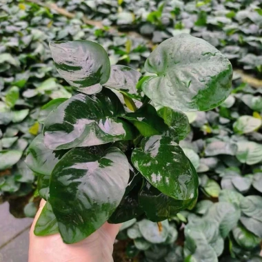 Ráy trung gắn giá thể 2 thân - Siêu bền, giảm giá 20% chỉ 68.000₫