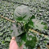 Ráy trung gắn giá thể 2 thân - Siêu bền, giảm giá 20% chỉ 68.000₫ 3