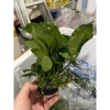 Ráy trung gắn giá thể 2 thân - Siêu bền, giảm giá 20% chỉ 68.000₫ 4