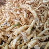 Rễ Đinh Lăng Nếp Bắc Tươi Rời 1kg - Ngâm Tửu & Làm Trà, Giá 105.000 VND