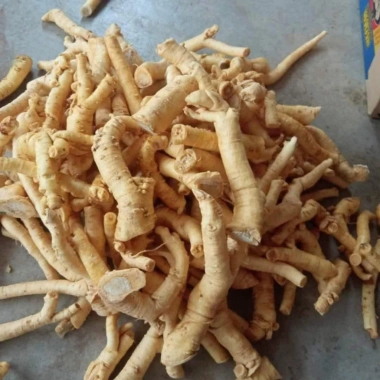 Rễ Đinh Lăng Nếp Bắc Tươi Rời 1kg - Ngâm Tửu & Làm Trà, Giá 105.000 VND 2