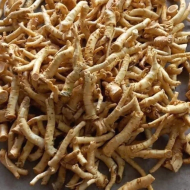 Rễ Đinh Lăng Nếp Bắc Tươi Rời 1kg - Ngâm Tửu & Làm Trà, Giá 105.000 VND 3