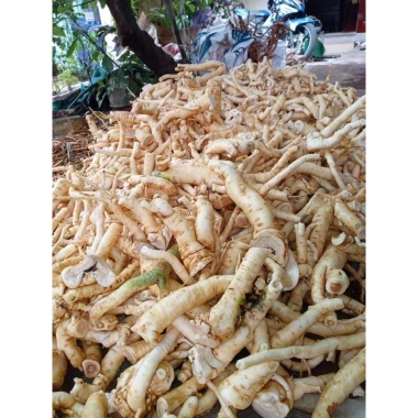 Rễ Đinh Lăng Nếp Bắc Tươi Rời 1kg - Ngâm Tửu & Làm Trà, Giá 105.000 VND 7