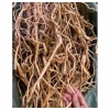 Rễ rừng tách vỏ 100g - Trang trí layout thủy sinh, phụ kiện tự nhiên, giảm giá 45.000đ