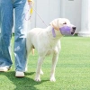 Rọ mõm chó thoáng khí, ngăn cắn, ngăn sủa cho chó 1.5-60kg - Dây Velcro phụ kiện tiện lợi 5
