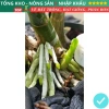 Root King 10 Lọ Siêu Kích Rễ Kích Mầm – Diệt Nấm Sâu Bệnh, Kích Thúc Rễ, Dễ Dùng, 30,000₫ 4