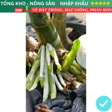 Root King 10 Lọ Siêu Kích Rễ Kích Mầm – Diệt Nấm Sâu Bệnh, Kích Thúc Rễ, Dễ Dùng, 30,000₫