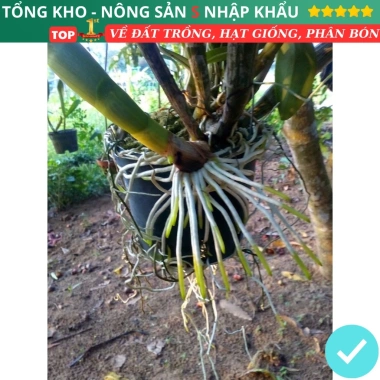 Root King 10 Lọ Siêu Kích Rễ Kích Mầm – Diệt Nấm Sâu Bệnh, Kích Thúc Rễ, Dễ Dùng, 30,000₫