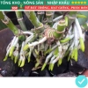 Root King 10 Lọ Siêu Kích Rễ Kích Mầm – Diệt Nấm Sâu Bệnh, Kích Thúc Rễ, Dễ Dùng, 30,000₫ 7