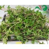 Sài Đất Khô 45k - Giảm Giá, Hương Vị Tươi Ngon, Dễ Bảo Quản, Thịt Nướng Thơm