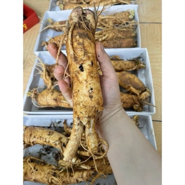 Sâm Gà Rễ Ngầm Mật Ong Chuẩn Hàn Quốc 6 Tuổi - Giảm Giá Đặc Biệt 200.000đ 3 Sâm Gà Rễ Ngầm Mật Ong Chuẩn Hàn Quốc 6 Tuổi - Giảm Giá Đặc Biệt 200.000đ 3