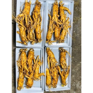 Sâm Gà Rễ Ngầm Mật Ong Chuẩn Hàn Quốc 6 Tuổi - Giảm Giá Đặc Biệt 200.000đ
