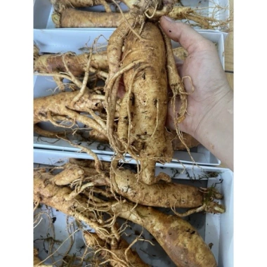 Sâm Gà Rễ Ngầm Mật Ong Chuẩn Hàn Quốc 6 Tuổi - Giảm Giá Đặc Biệt 200.000đ 7 Sâm Gà Rễ Ngầm Mật Ong Chuẩn Hàn Quốc 6 Tuổi - Giảm Giá Đặc Biệt 200.000đ 7