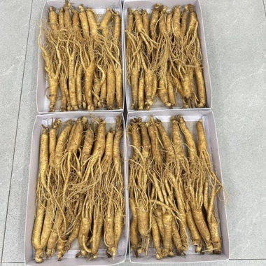 Sâm Hầm Gà Nhân Sâm Hàn Quốc 1kg (20-25 củ) - Tốt sức khỏe, hầm gà, canh - Giá ưu đãi 1.55 triệu