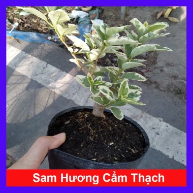 Sam Hương Cẩm Thạch bonsai để bàn - cây cảnh mini sang trọng, chỉ 65.000 VND