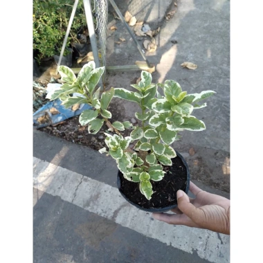 Sam Hương Cẩm Thạch bonsai để bàn - cây cảnh mini sang trọng, chỉ 65.000 VND