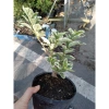 Sam Hương Cẩm Thạch bonsai để bàn - cây cảnh mini sang trọng, chỉ 65.000 VND 3
