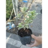 Sam Hương Cẩm Thạch bonsai để bàn - cây cảnh mini sang trọng, chỉ 65.000 VND 4