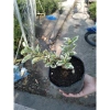 Sam Hương Cẩm Thạch bonsai để bàn - cây cảnh mini sang trọng, chỉ 65.000 VND 5