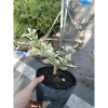 Sam Hương Cẩm Thạch bonsai để bàn - cây cảnh mini sang trọng, chỉ 65.000 VND 7
