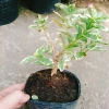 Sam Hương Cẩm Thạch bonsai để bàn - cây cảnh mini sang trọng, chỉ 65.000 VND 8