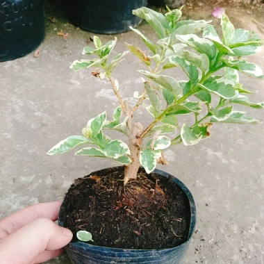 Sam Hương Cẩm Thạch bonsai để bàn - cây cảnh mini sang trọng, chỉ 65.000 VND